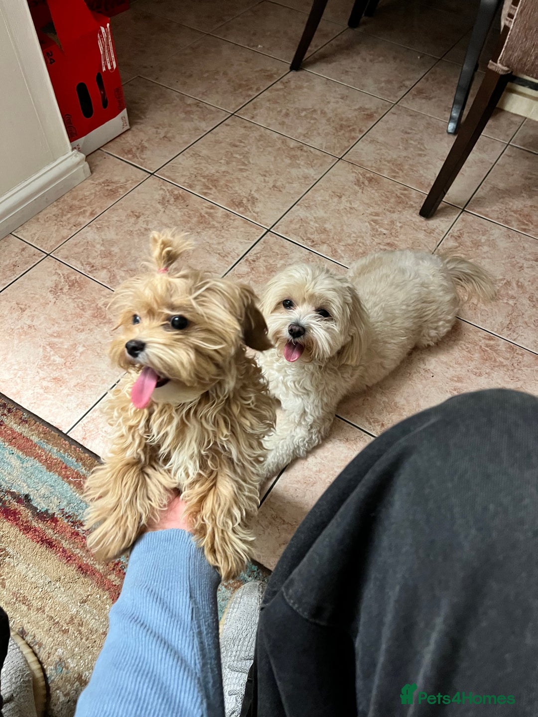 Maltipoo dogs for sale: Adorable multipoo - Advert 1