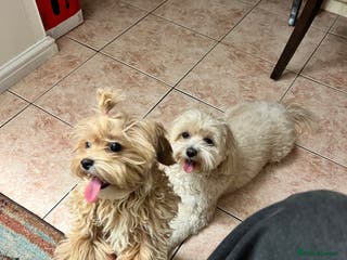 Maltipoo dogs Adorable multipoo - Advert 5