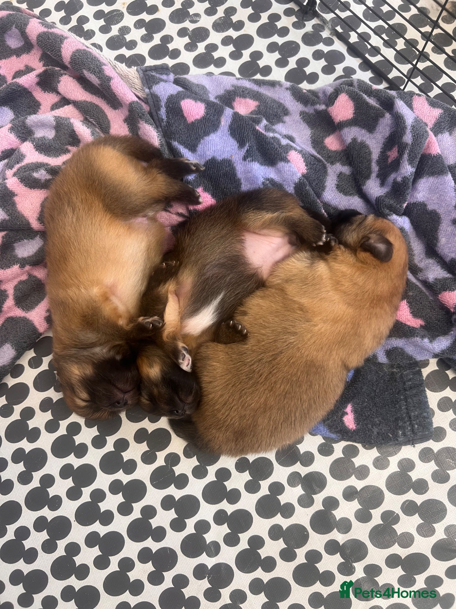 Pomeranian dogs for sale: Pomeranian Puppies  - Advert 14