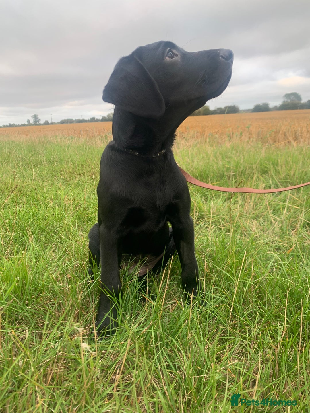 Labrador Retriever dogs for sale: KC Labrador puppy 🐾 - Image 4