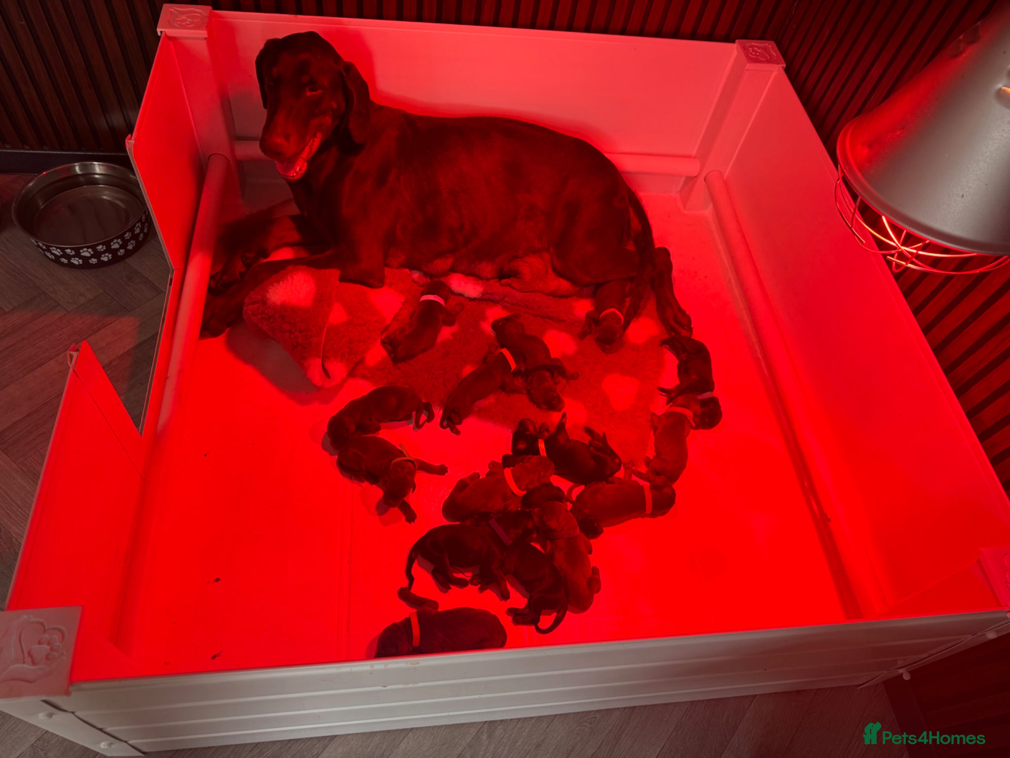 Dobermann dogs for sale: Available to reserve - Brown & Black - Advert 1