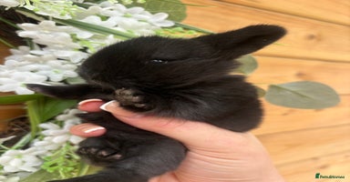 Mini Lop rabbits - Advert 1