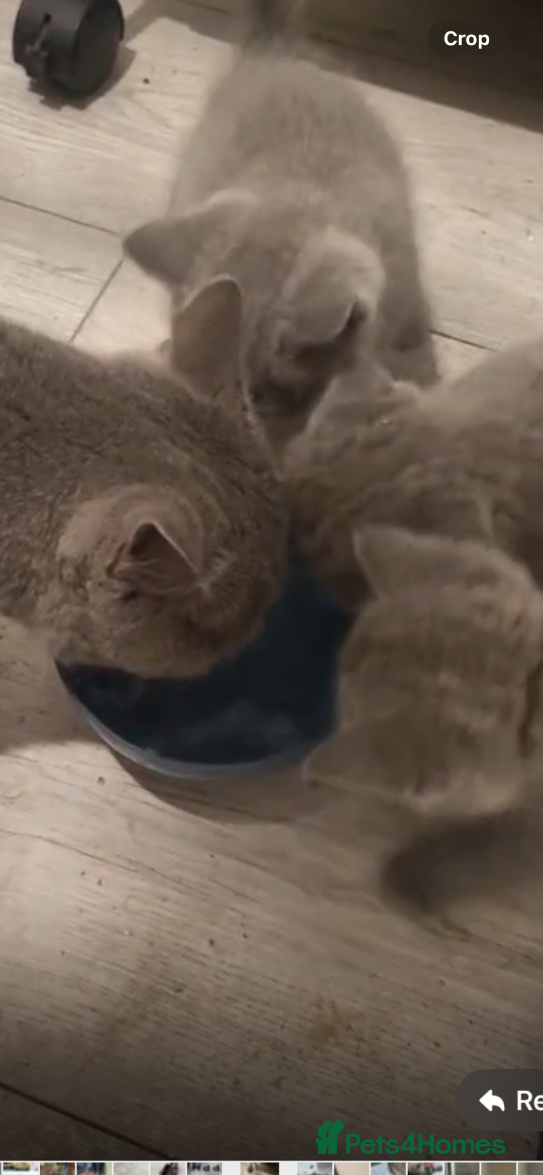 British Shorthair cats for sale: British shorthair kittens male and female  - Image 6