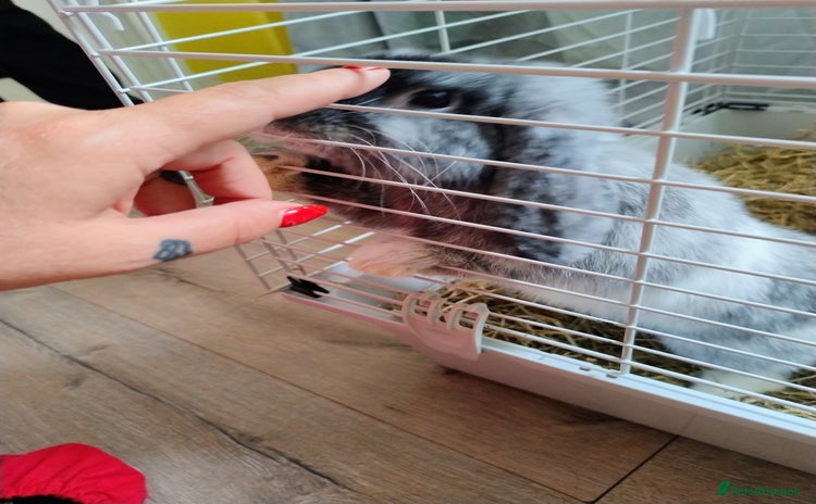 Mini Lop rabbits - Advert 13