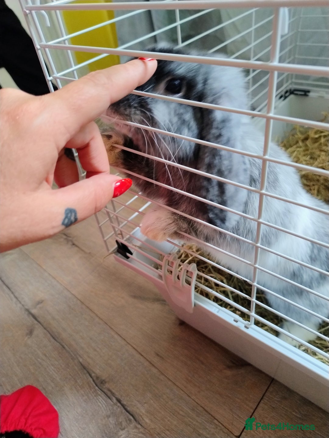 Mini Lop rabbits for sale: Beautiful boy bunny  - Image 1