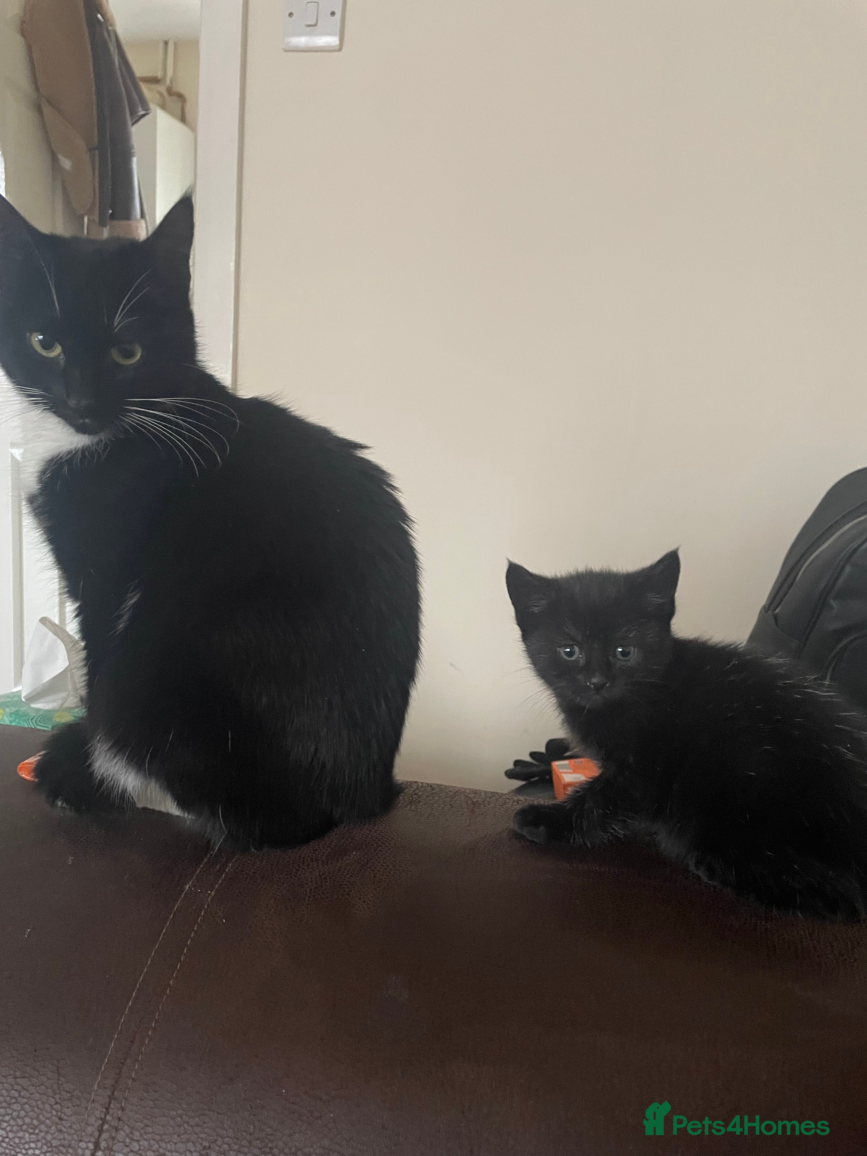 Mixed Breed cats 3 little kittens for sale - Advert 2