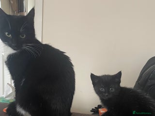 Mixed Breed cats 3 little kittens for sale - Advert 2