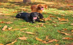 Cocker Spaniel dogs for stud: Fox red working cocker stud in Nottingham - Image 2