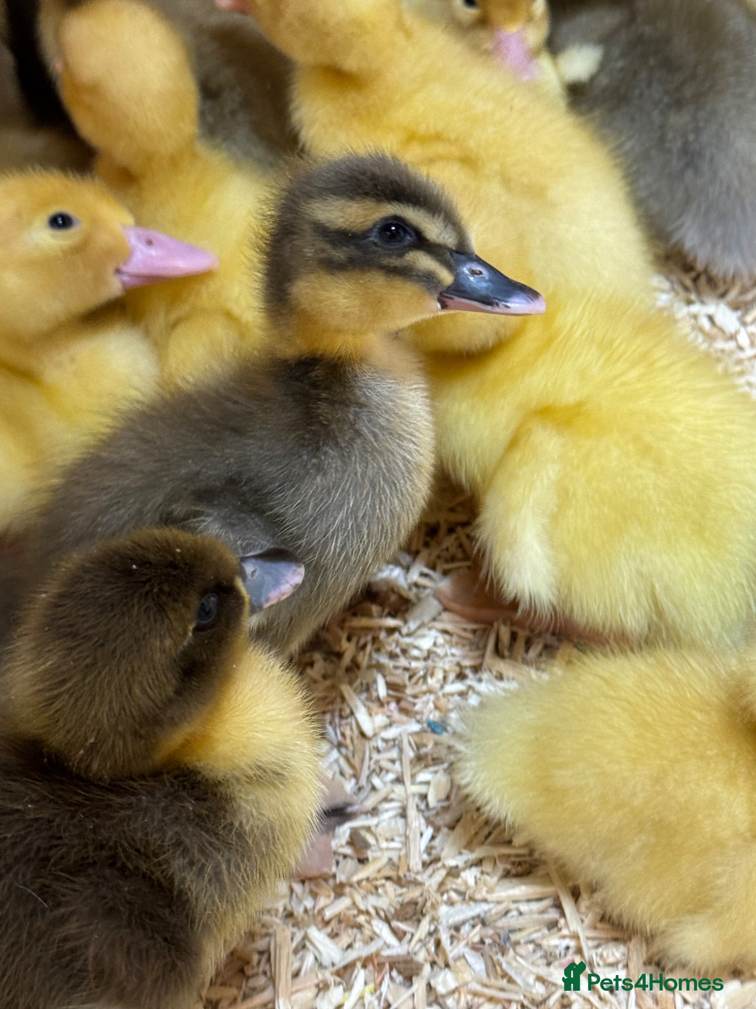 Ducks poultry Runner cross ducklings. - Advert 1