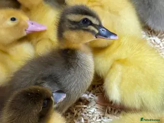 Ducks poultry for sale: Runner cross ducklings. - Advert 1