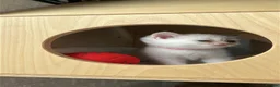 Scottish Fold cats for sale: Four Little Snowflakes with Unreal Blue Eyes  - Advert 19