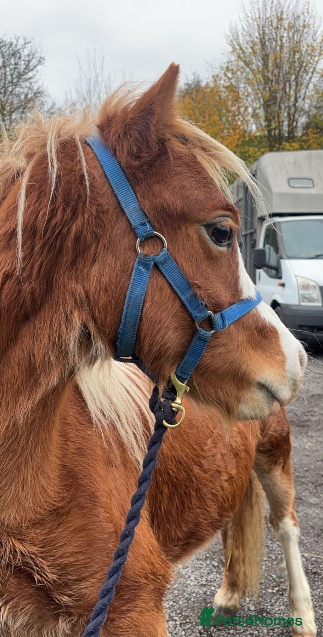 Welsh Section B horses for sale: Nay nay - Advert 3