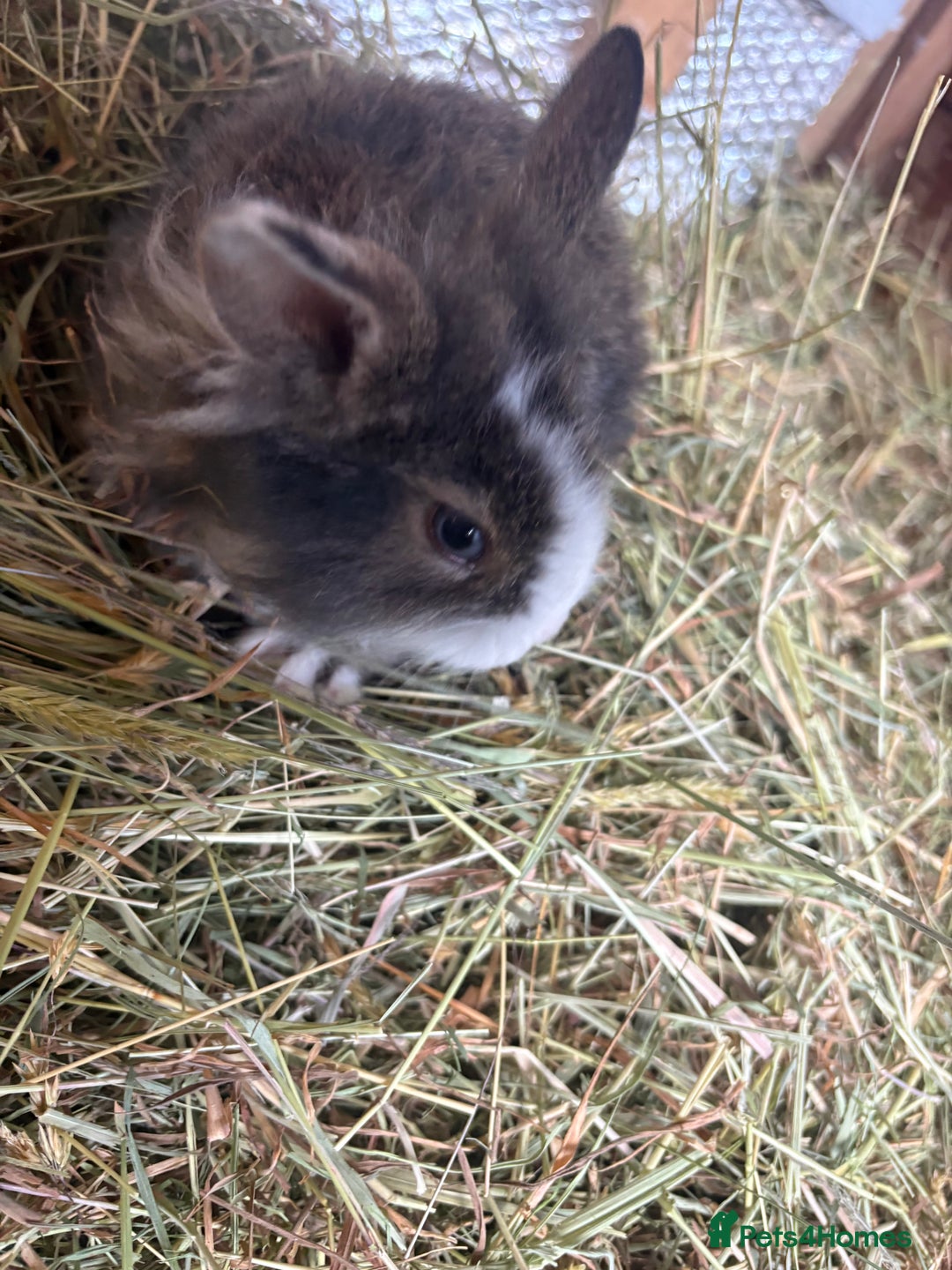 Mixed Breed rabbits for sale: Mixed breed rabbits ready now - Advert 8