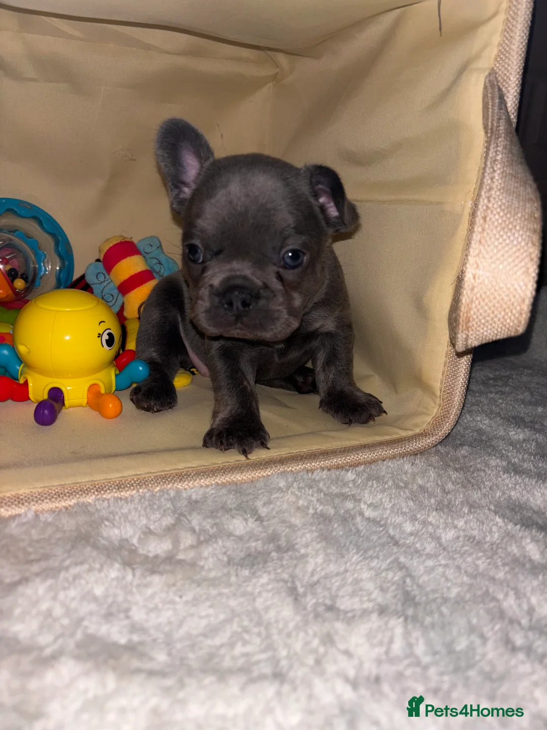 French Bulldog dogs for sale: Beautiful Frenchie Babies Seeking Forever Families - Advert 12