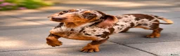 Miniature Dachshund dogs for sale: Beautiful Miniature Dachshund Female - Advert 1