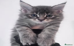 Maine Coon cats for sale: Stunning Maine Coon Kittens  - Image 1