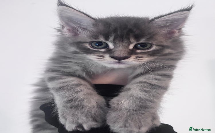 Maine Coon cats - Advert 1