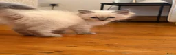 Ragdoll cats for sale: Pedigree Dora the Explorer  - Advert 10