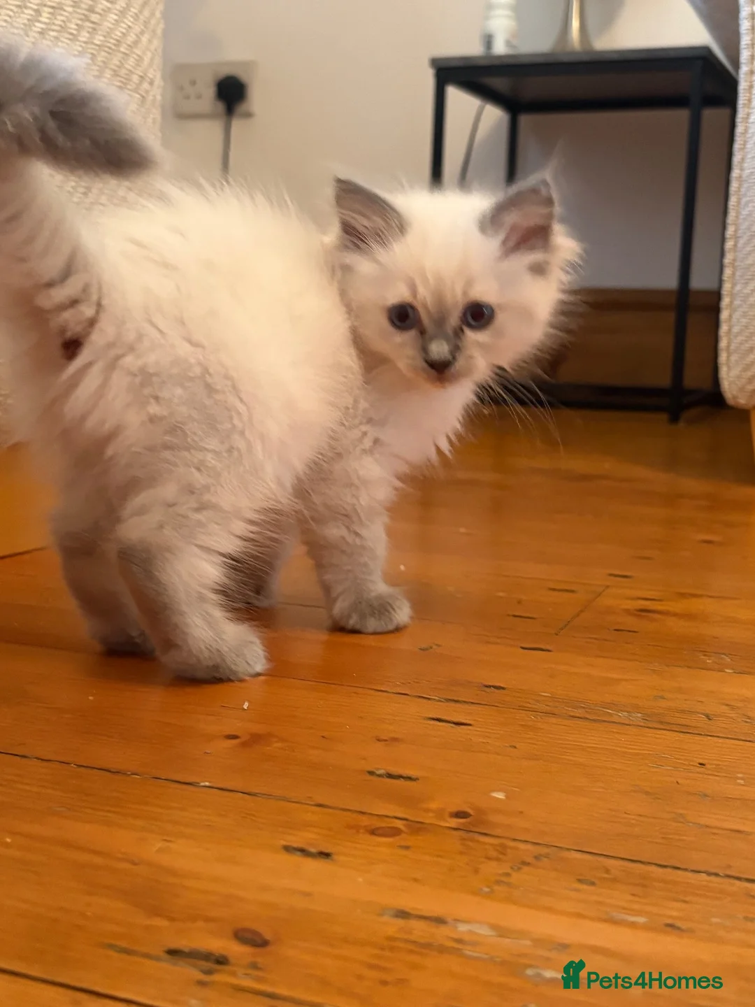 Ragdoll cats for sale: Pedigree Dora the Explorer  - Advert 10