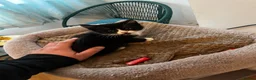 Mixed Breed cats for sale: 3 Loving Domestic Kittens waiting for loving homes in Stoke-on-Trent - Advert 8