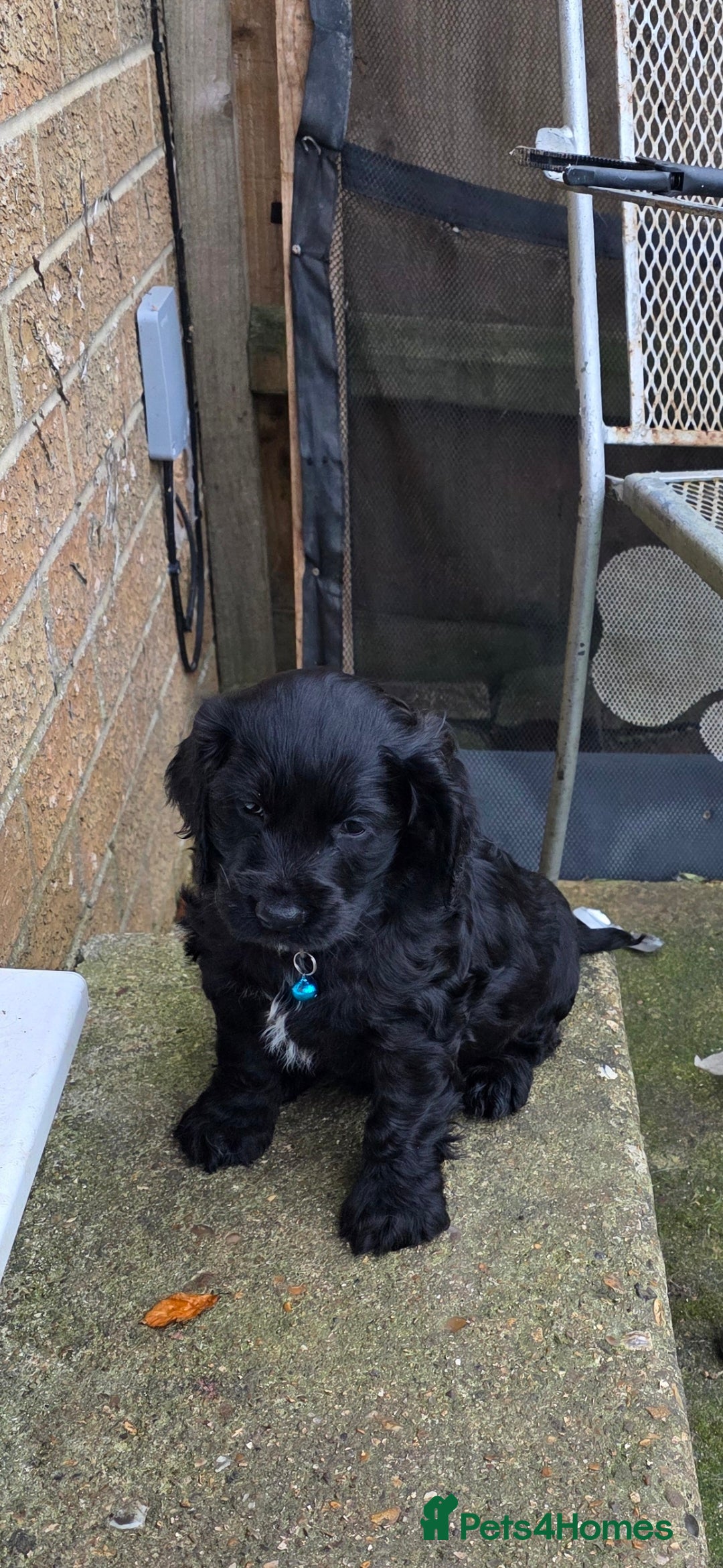 Sprocker dogs for sale: Sprocker  - Image 18