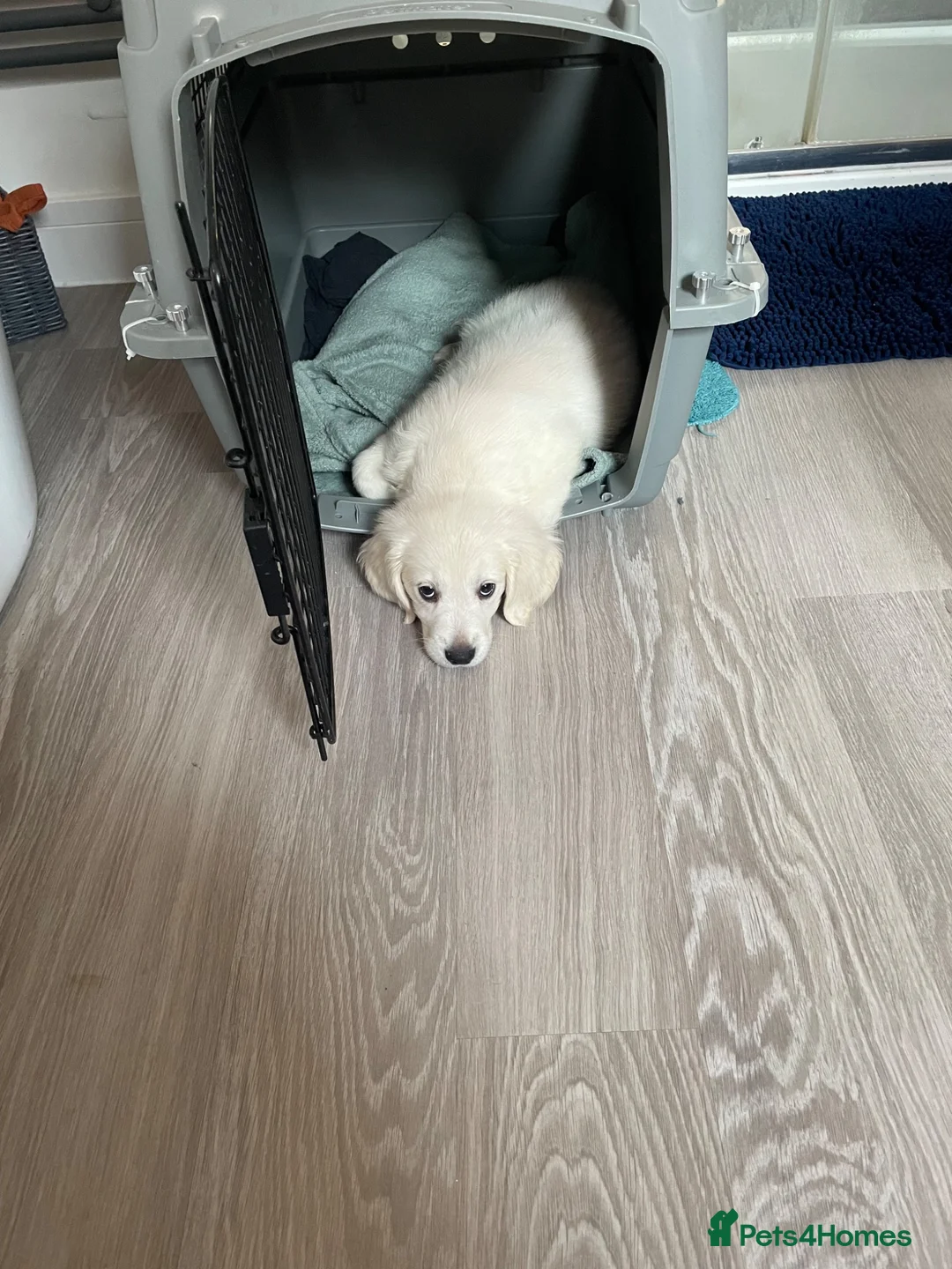 Golden Retriever dogs for sale: Golden Retriever  in Bury Saint Edmunds - Advert 3