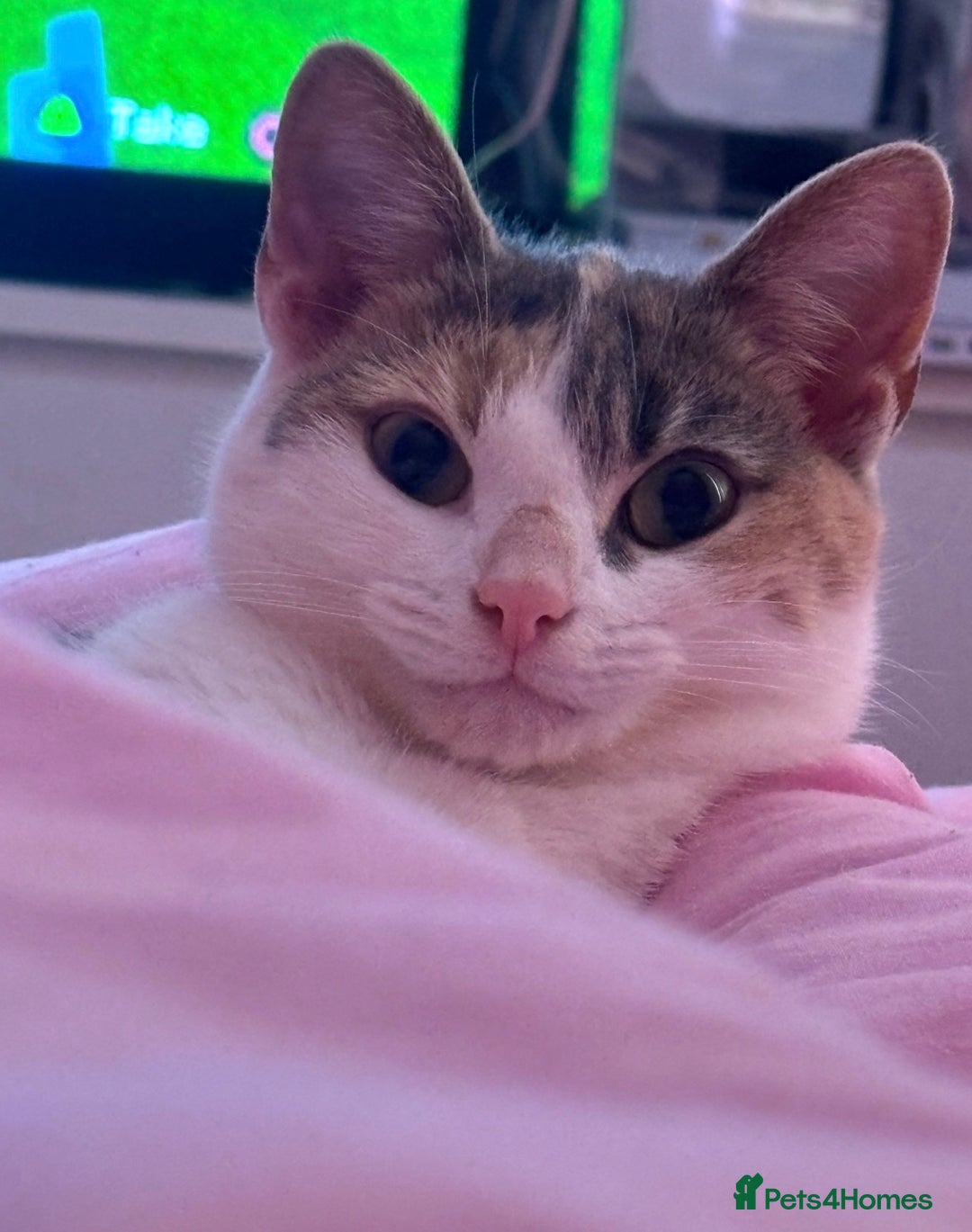 Domestic Shorthair cats for sale: 21 month old female cat  - Advert 6