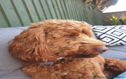 Cockapoo dogs for sale: Mini Cockapoo Puppies Due 4th Sept  - Image 6