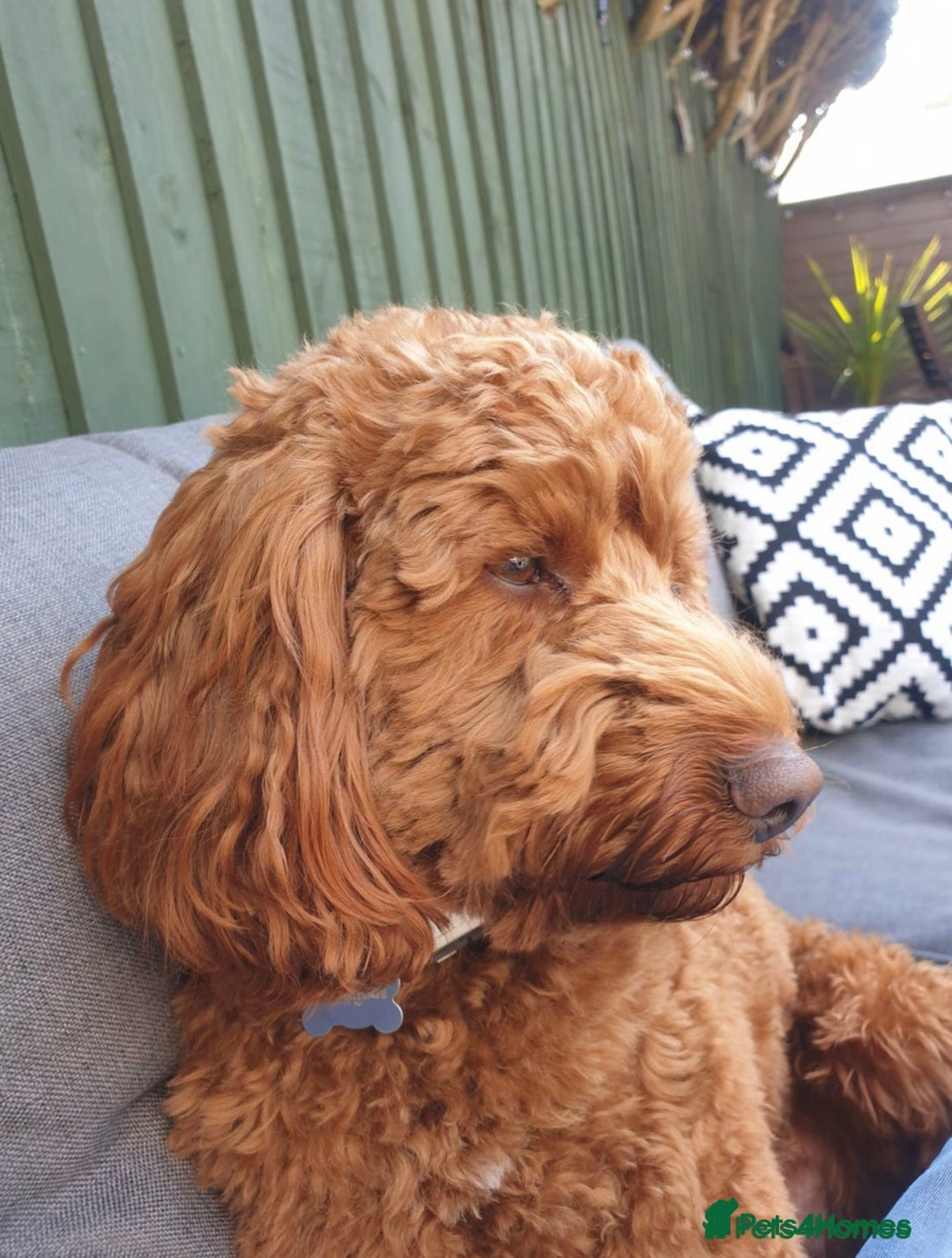 Cockapoo dogs for sale: Mini Cockapoo Puppies Due 4th Sept  - Image 6