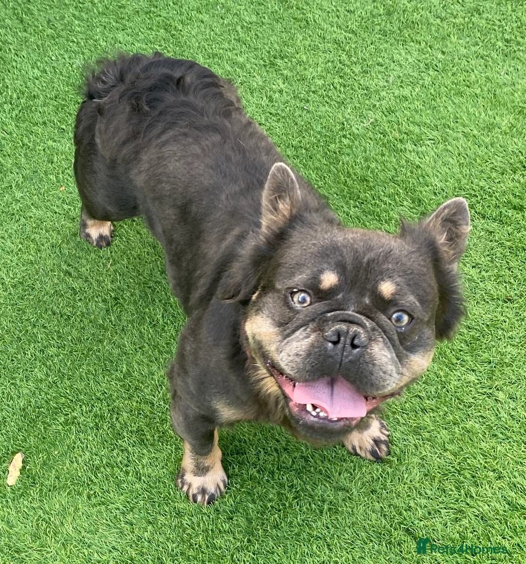 French Bulldog dogs for sale: Fluffy Frenchie boy - Advert 1