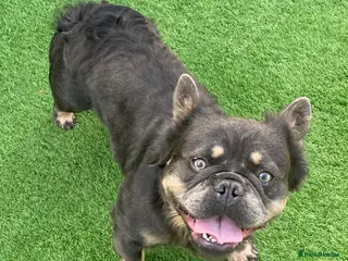 French Bulldog dogs Fluffy Frenchie boy - Advert 2