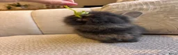 Lionhead rabbits for sale: Adorable Purebred Lionhead Bunny Babies - Advert 20
