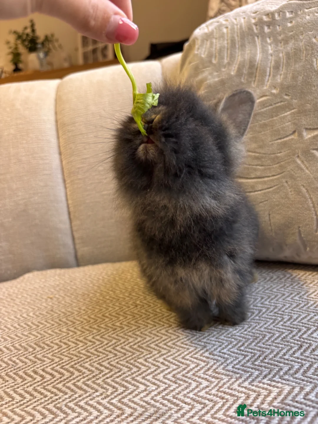 Lionhead rabbits for sale: Adorable Purebred Lionhead Bunny Babies - Advert 20