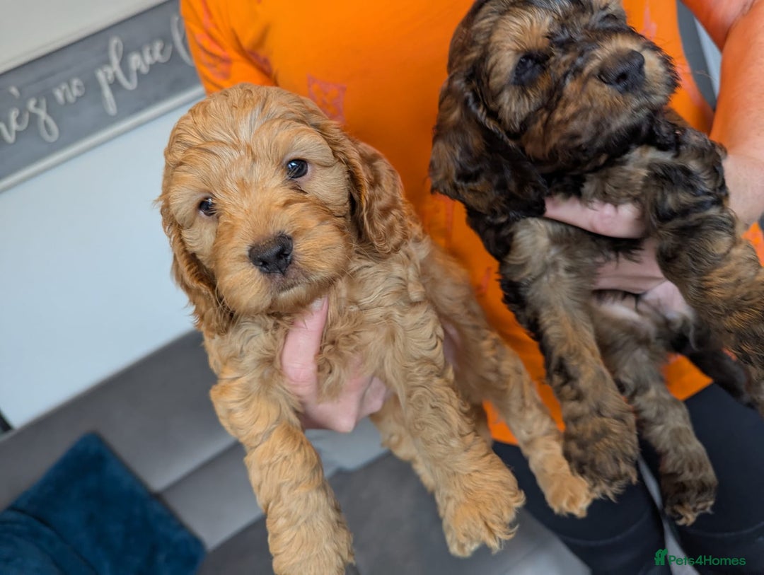 Cockapoo dogs for sale: F1 Toy Cockapoos - Image 21