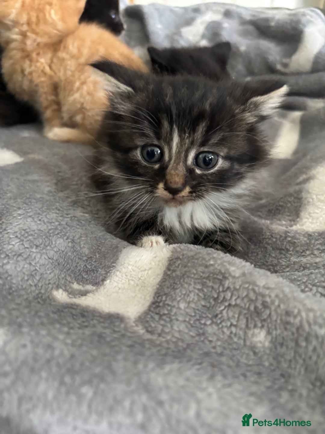Mixed Breed cats for sale: sweet, cute kitten (Bsh X persian)  - Image 3