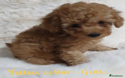 Toy Poodle dogs for sale: Pedigree Toy poodle puppies ready this weekend - Image 22