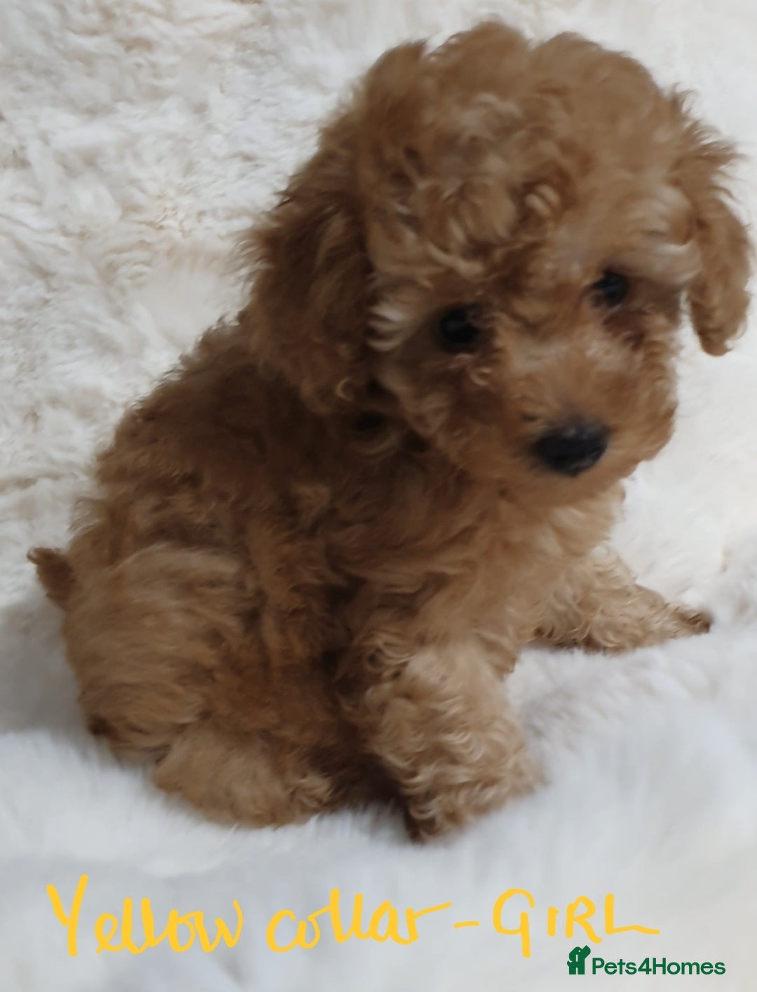 Toy Poodle dogs for sale: Pedigree Toy poodle puppies ready this weekend - Image 22