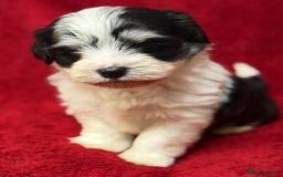 Havanese dogs for sale: Beautiful Havanese Puppies  - Image 11