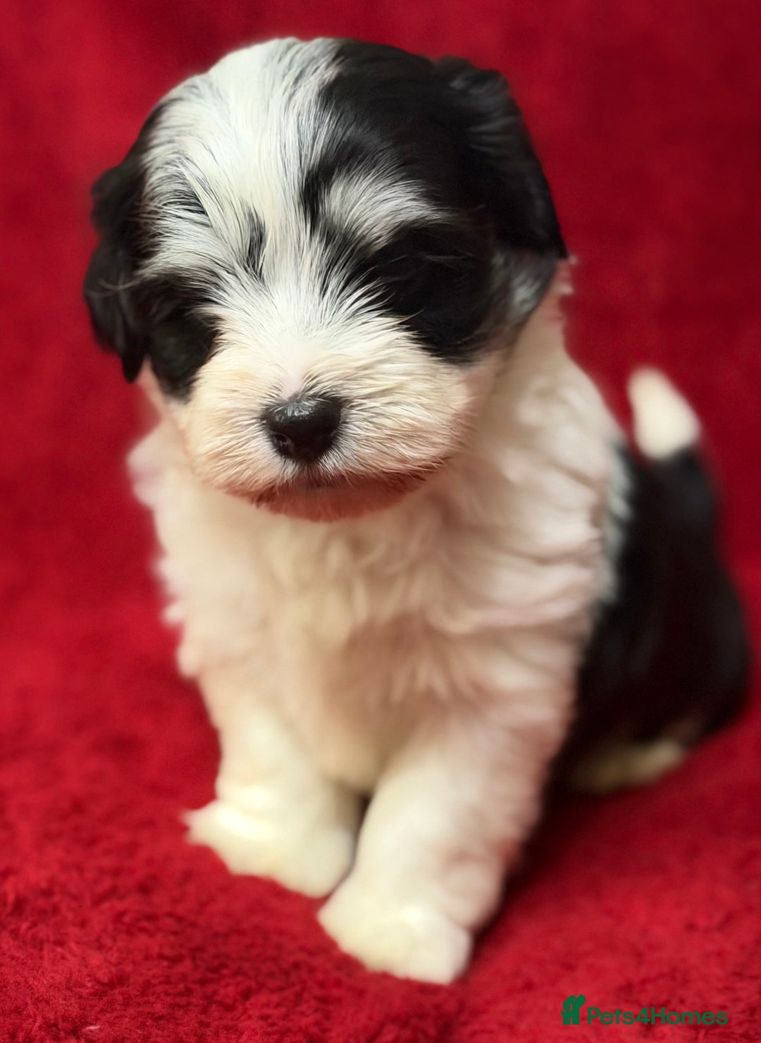 Havanese dogs for sale: Beautiful Havanese Puppies  - Image 11