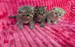 British Shorthair cats for sale: Gorgeous British shorthair kittens  - Image 1