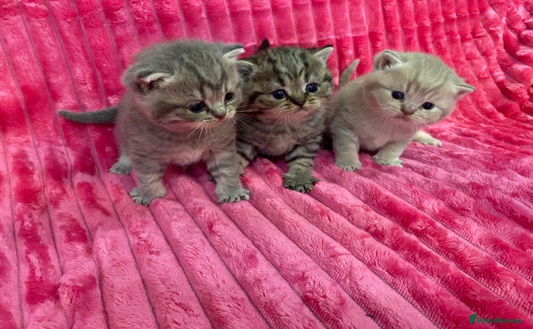 British Shorthair cats - Advert 10