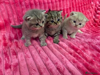 British Shorthair cats - Advert 20