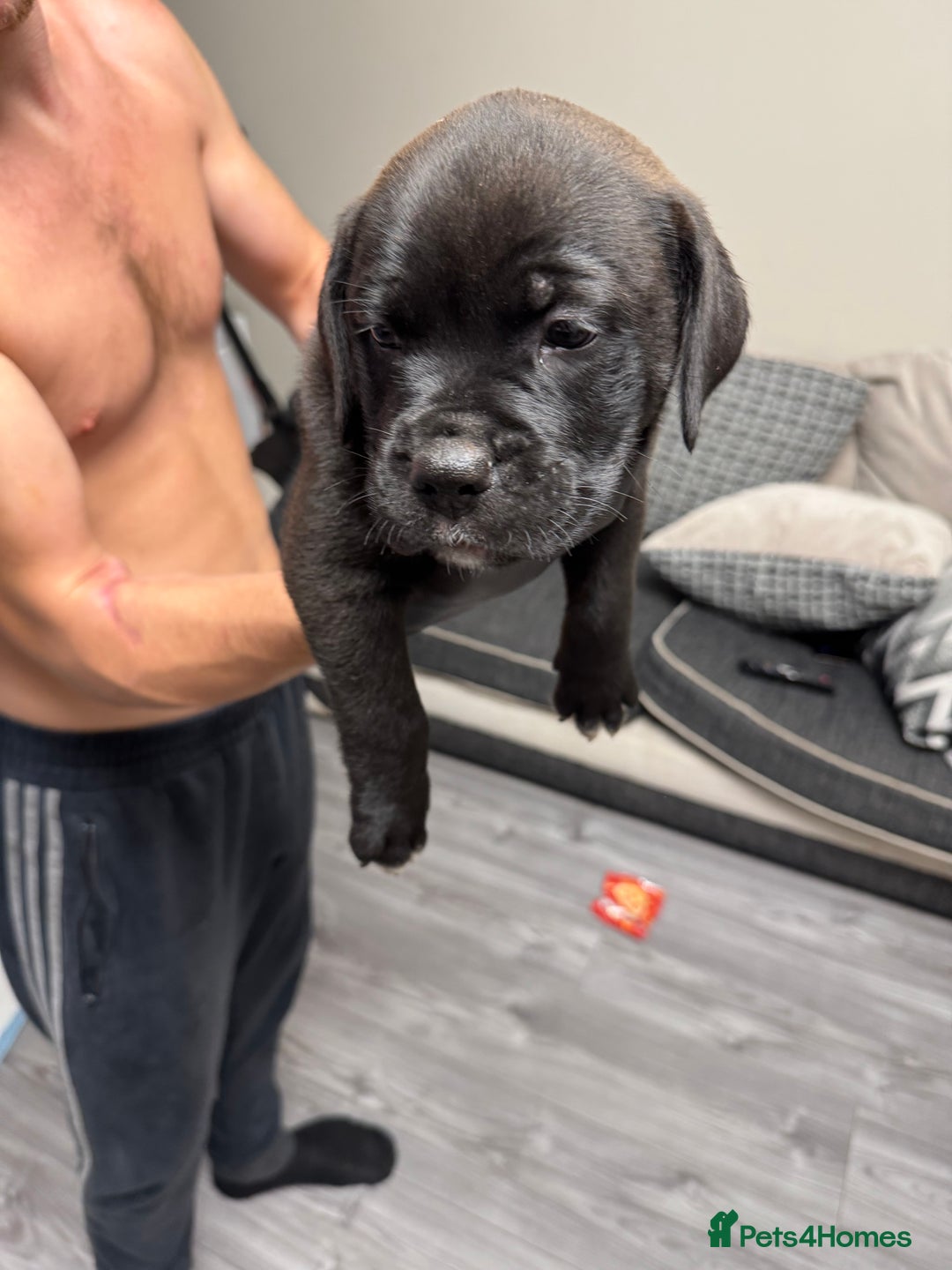 Mixed Breed dogs for sale: 7 beautiful puppies for sale - Image 26