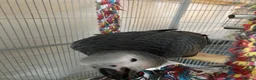 Parrots birds for sale: READY TO LEAVE Super cuddly baby greys  - Advert 13