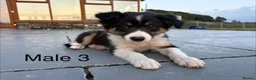 Border Collie dogs for sale: Beautiful Welsh Border Collie Puppies in Brecon - Advert 33