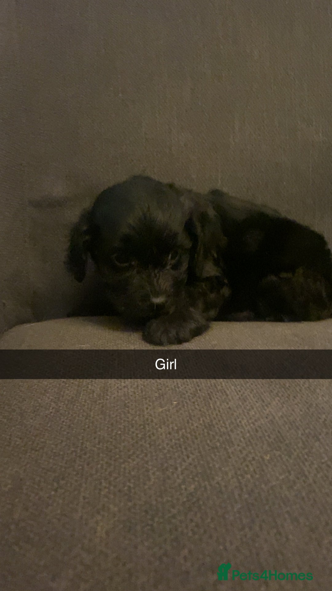 Cockapoo dogs for sale: Cockerpoo puppy’s  - Advert 13