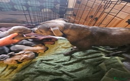 Staffordshire Bull Terrier dogs for sale: Staffordshire bull terrier  - Image 1