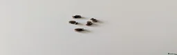 Stick Insects invertebrates for sale: Green Leaf Insect Eggs - Advert 3