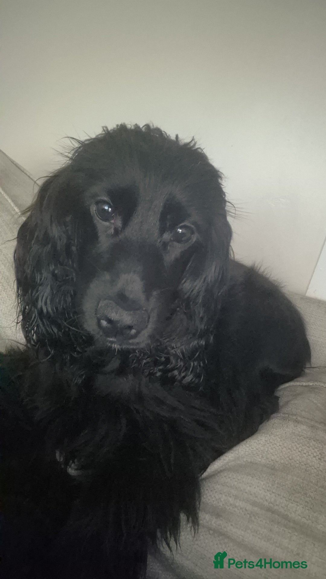 Cocker Spaniel dogs for sale: Cocker Spaniel  - Advert 2