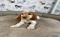 Cocker Spaniel dogs for sale: Beautiful show litter Cockers ready now - Image 9